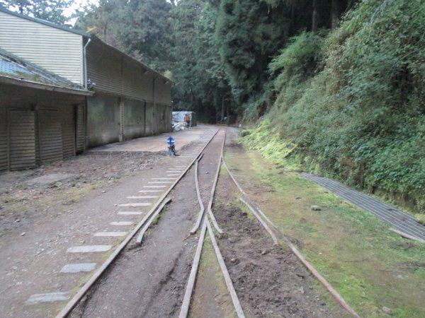 2018.11.16水山巨木步道之旅1393670