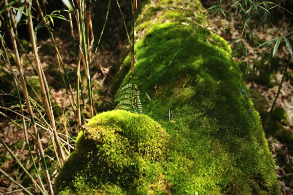 奇萊主北：奇萊北峰、月形池1322910