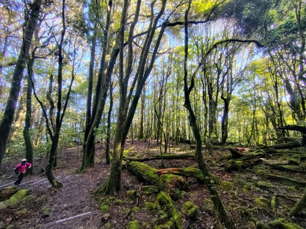 稍來小雪山國家步道、船型山、鞍馬山、鞍馬山東北峰、天池、雪山神木2799827