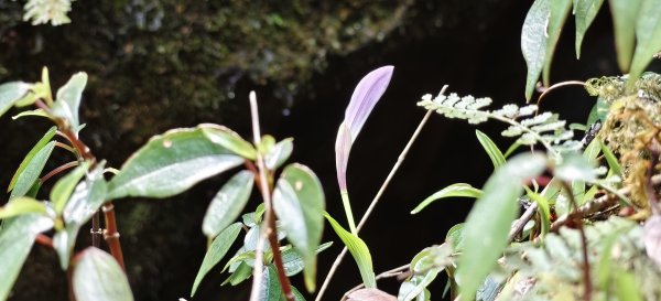 2025/04/04_加里山登山步道2755040