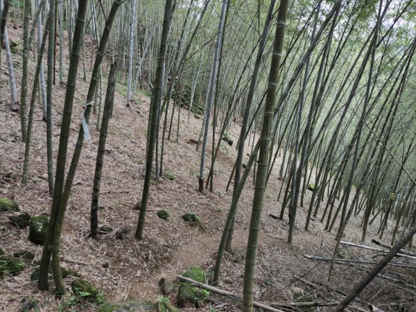 2023.12.27 大溪金面山2839322