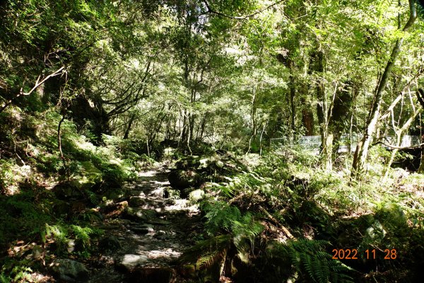 新竹 尖石 司馬庫斯-巨木群步道1932874