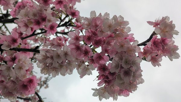 樂活公園,五分埤步道2411009