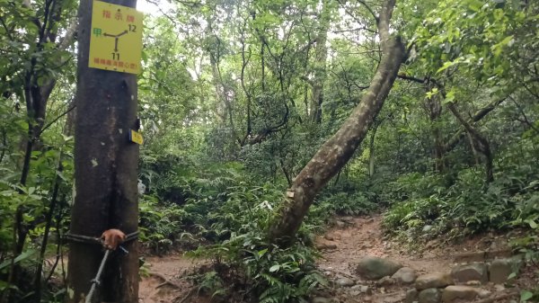 楊梅區龜山頭山-福人步道-莊迷湖-保甲路古道-東森山林森林步道-福人步道3074668
