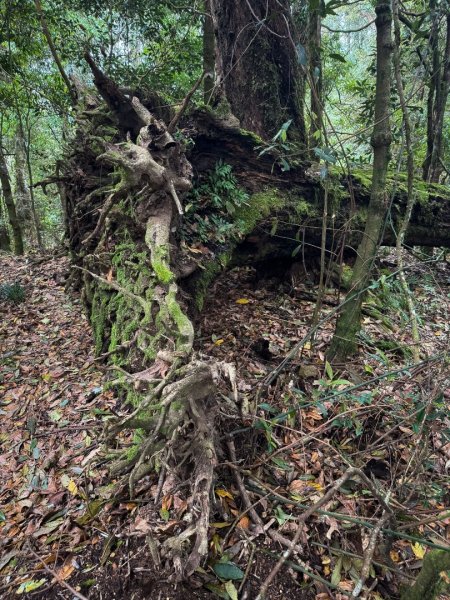 鵝公髻山-迷霧森林2768523