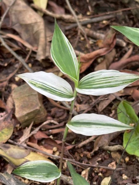 嶺頭觀日步道，西九分坑山O走2809639
