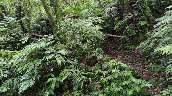 楊廷理古道2814583