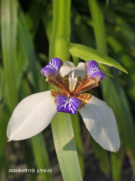 2026-04-11微笑山線：【二格山系】筆架連峰段3034539