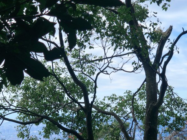 ~ 中 正 山 步 道 ~2782711