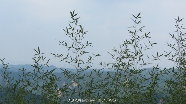 《南投》峰峰相連｜草屯九九峰森林步道O型202509062879308