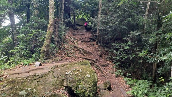 (6/10)五指山登山步道2247421