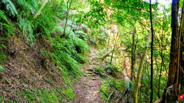 五堵獅頭山3096317