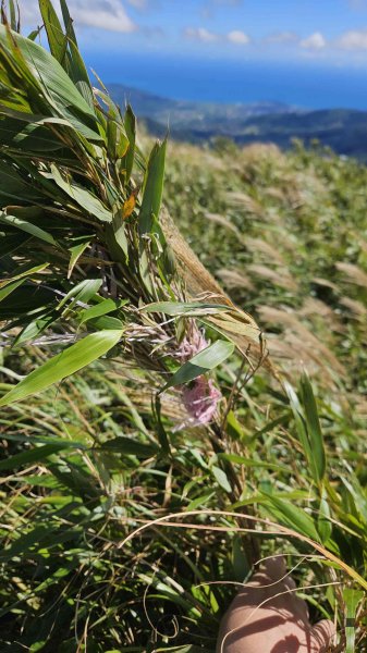 20250917七星山北北峰上北峰-主峰-南峰-摘星峰+紗帽山南峰2889406