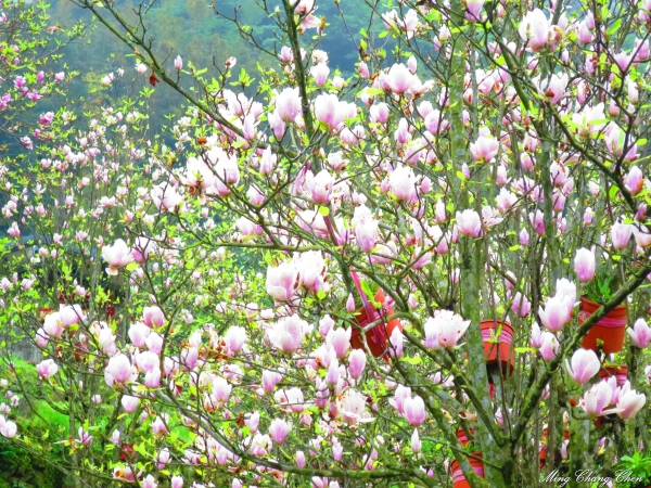 20150307~楓樹湖木蓮花~天元宮還沒開的櫻花15137