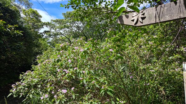 楊廷理古道2814606