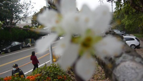 富貴吉祥～銅鑼炮仗花海公園1286818