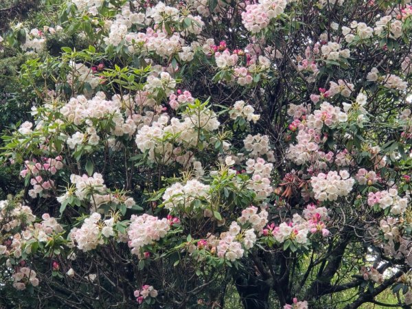 終於看到1000元背面的山景登頂玉山北峰／前峰2495870