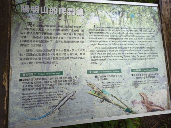 2023.04.22－七星山步道2123978