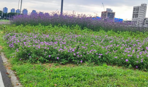 台北大縱走第八段2504043