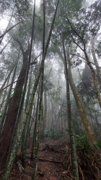新竹內灣麥樹仁山五連峰2763837