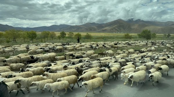 西藏♥️可愛動物🐎人物寫真/拉薩旅拍/美食2911669
