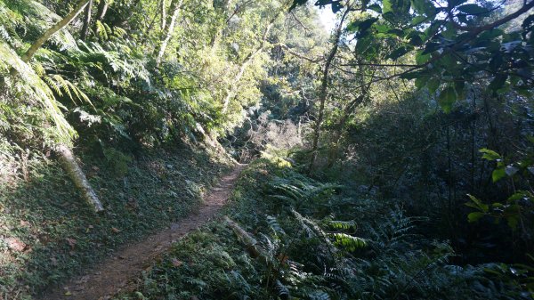 打鐵寮 草嶺山 石龜坑山 白石山連走1265215