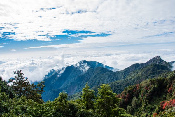 稍來山楓葉林2960906