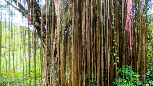 五堵獅頭山2810536