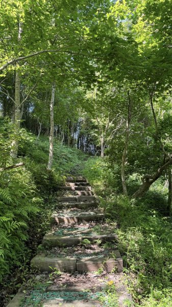 20240429 桃園復興枕頭山薑母島2492270