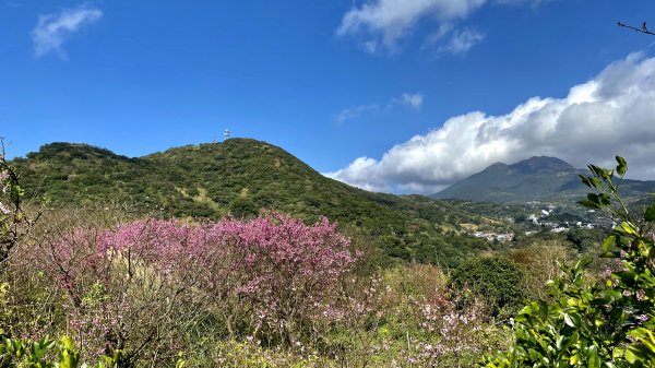 20210130-平等里+陽明山花卉中心+擎天崗竹篙山1439530