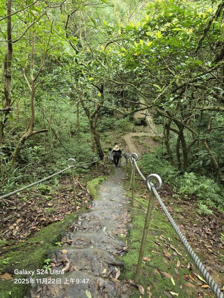 2025-11-22微笑山線：【五分山系】平溪小黃山段2943297