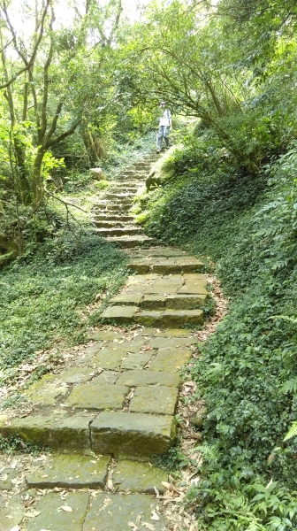陽明山東段大縱走 105.08.2157499