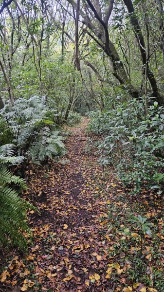 20251127菁苗步道-紅樓秘境-環七星步道O型2947309