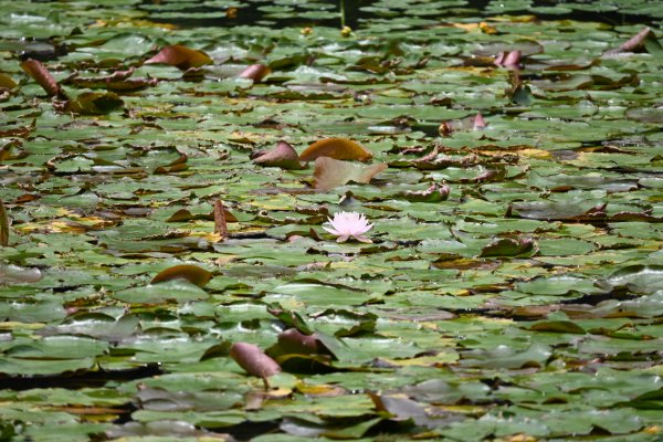2025_0712 福山植物園2836332