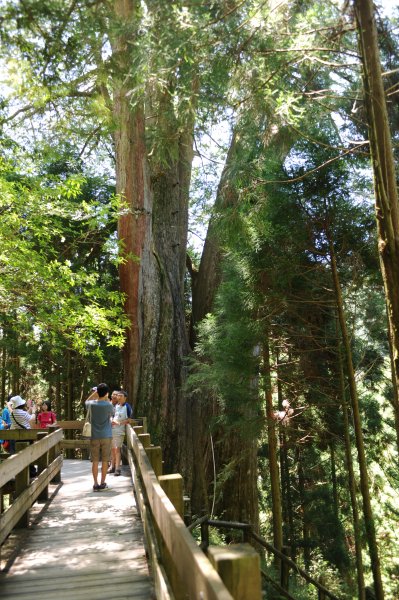 2013_0629_檜山巨木森林步道2174328