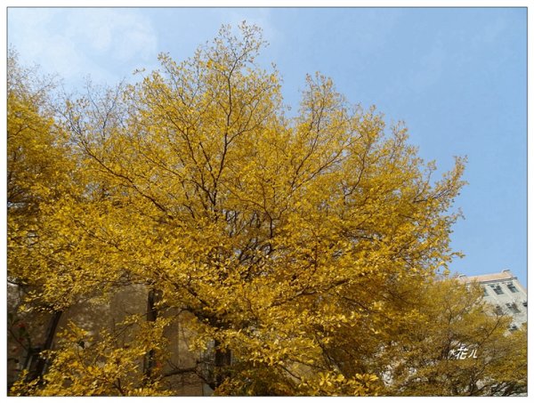 小葉欖仁/黃金雨1634894