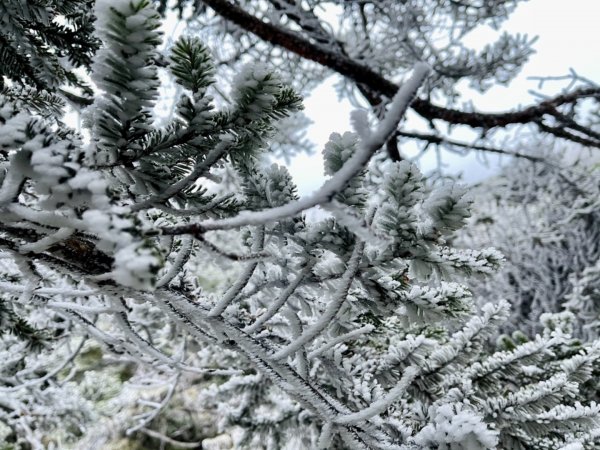 絕美銀白世界 玉山降下今年冬天「初雪」1236110