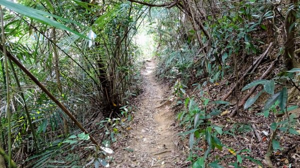 今天，我想來點獅山古道。叮咚。1134363