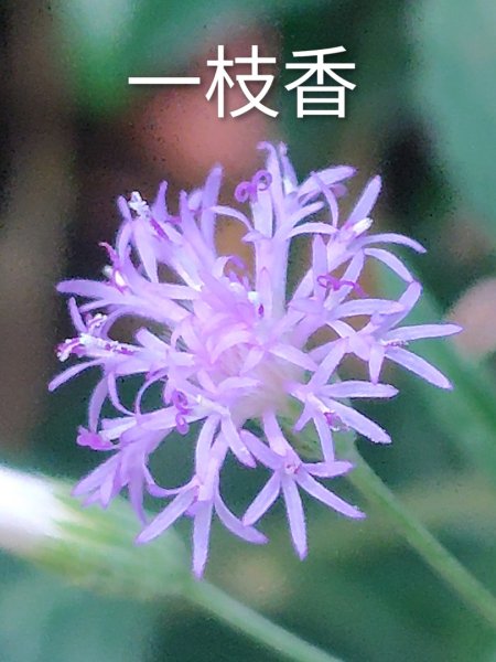 唐麻丹山 蝴蝶谷2918886