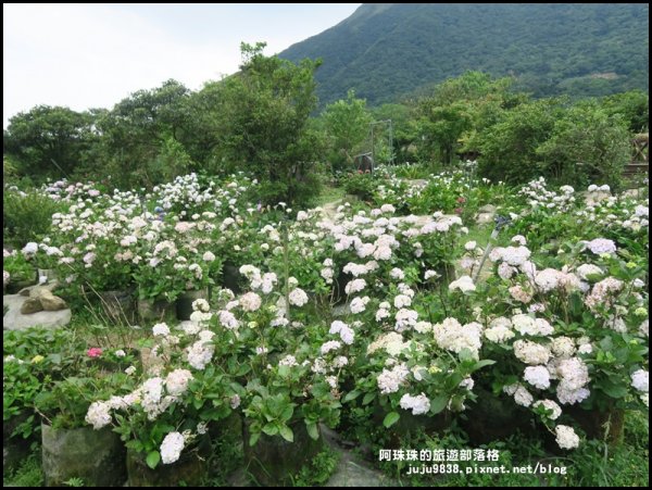 竹子湖繡球花季594238