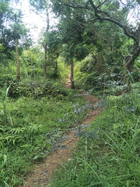 鵲子山步道1791347