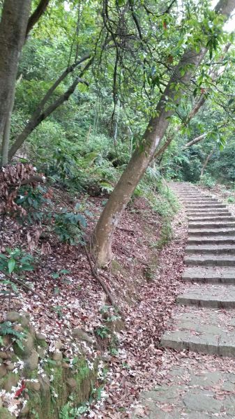 仁和.金獅步道油桐花季123328