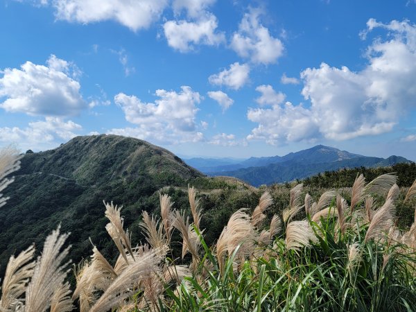 就愛秋芒--半屏山2358149