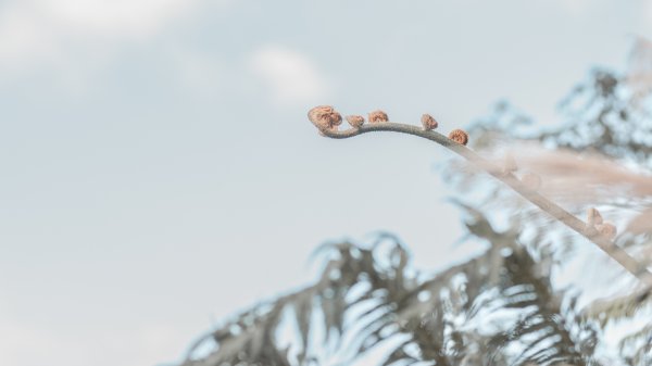 菅芒浪白｜五分山2356457