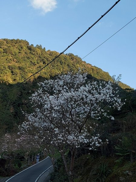 2023／2／18楓樹湖古道  巨石公園木蘭花  2／27楓樹湖古道  楓樹湖桃花源櫻花2051136