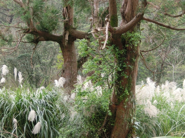 大屯山西峰．南峰．大屯坪94793