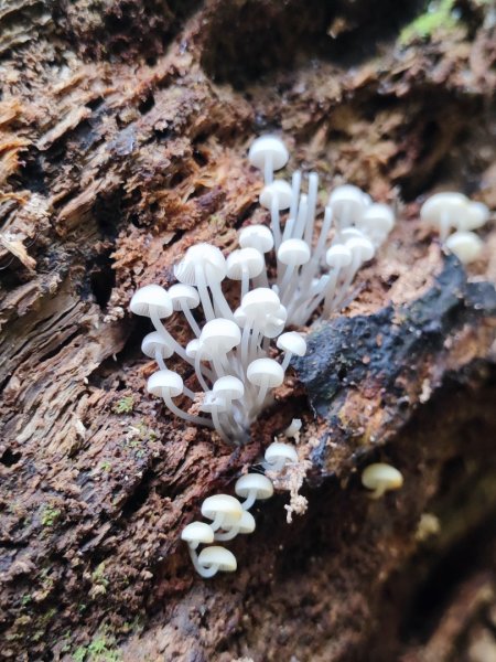 霞喀羅古道全線解鎖（石鹿到養老）2961023