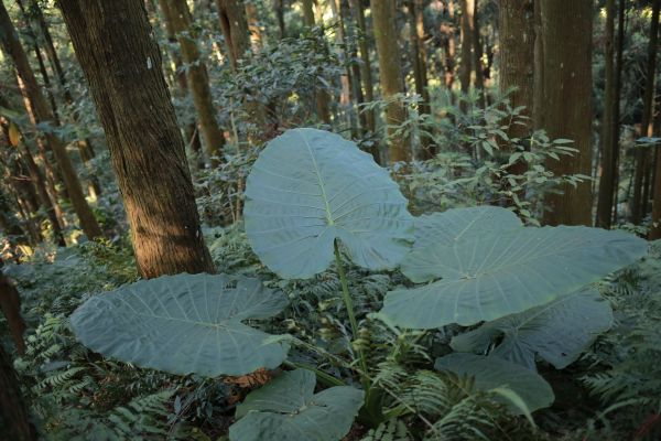 蓮包山：連走馬武督158603