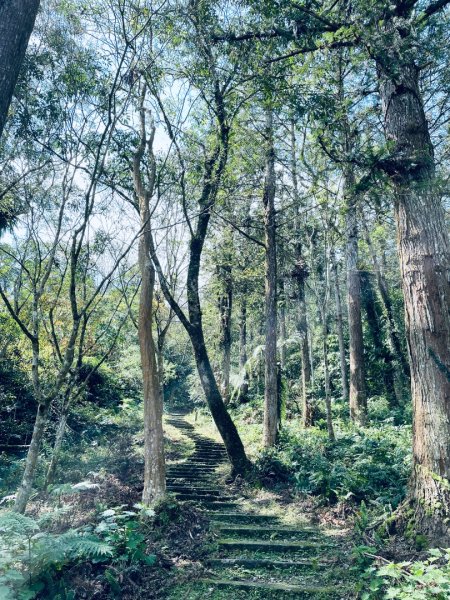 20250227 鳩之澤自然步道2736076