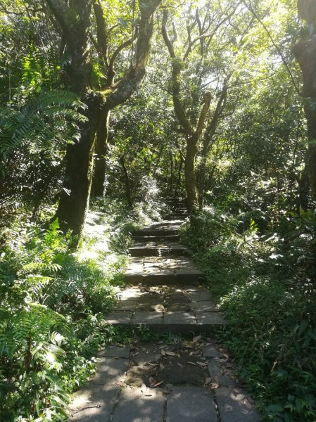 冷苗步道-七星公園-夢幻湖-冷水坑O形668579